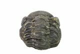 Wide, Enrolled Austerops Trilobite - Morocco #156982-2